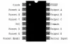 5 BIT SHIFT REGISTER